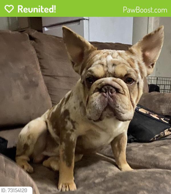 Reunited Male Dog last seen 50th & Mlk, Lubbock, TX 79404