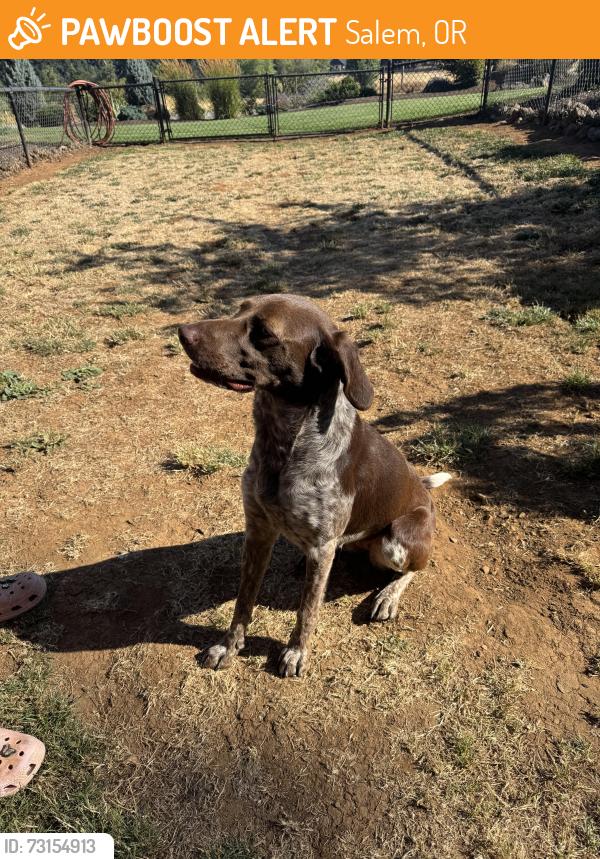 Found/Stray Female Dog last seen 62nd Ave SE & Culver Dr SE, Salem, OR 97317