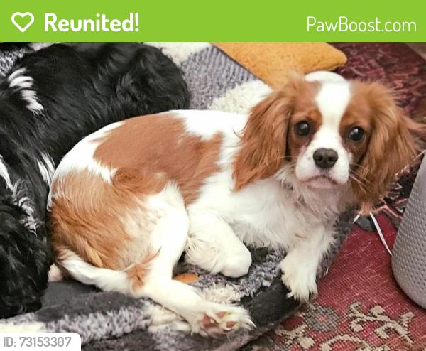 Reunited Female Dog last seen Greentop Rd., Warren Rd., Greenside Dr., Cockeysville Middle School, Cockeysville, MD 21030