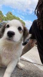 Reunited Female Dog last seen The appt complex, Douglasville, GA 30135