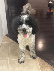 Reunited Male Dog last seen White Heron tr, Hybla Valley, VA 22306, USA, Hybla Valley, VA 22306