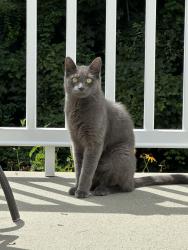 Lost Male Cat last seen Sunny Slope, Fairlawn,, Warner ct, Neipsic, Glastonbury, CT 06033