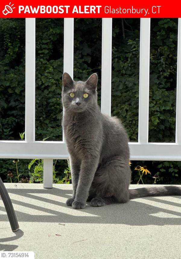 Lost Male Cat last seen Sunny Slope, Fairlawn,, Warner ct, Neipsic, Glastonbury, CT 06033