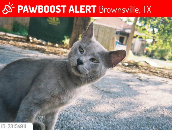 Lost Male Cat last seen Levee street, Brownsville, TX 78520