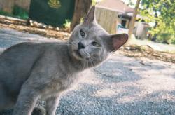 Lost Male Cat last seen Levee street, Brownsville, TX 78520