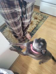 Reunited Female Dog last seen Heritage Square Apts, Puyallup, WA 98372