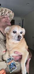Reunited Female Dog last seen Lewisville Middle School, Lewisville, NC 27023
