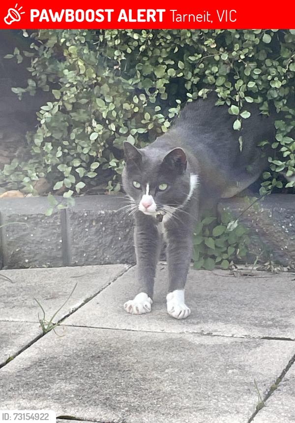 Lost Female Cat last seen Sprinkles ice creamery, Tarneit, VIC 3029