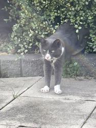 Lost Female Cat last seen Sprinkles ice creamery, Tarneit, VIC 3029