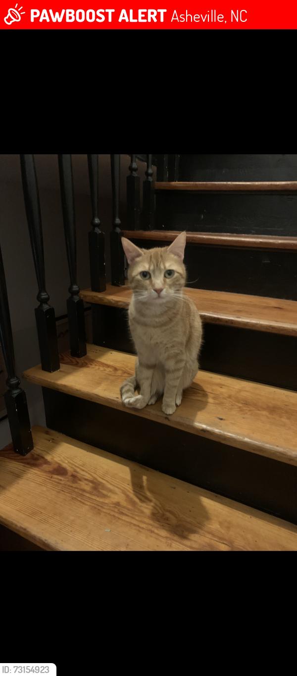 Lost Female Cat last seen Cumberland and chestnut, Asheville, NC 28801