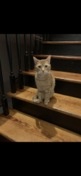 Lost Female Cat last seen Cumberland and chestnut, Asheville, NC 28801