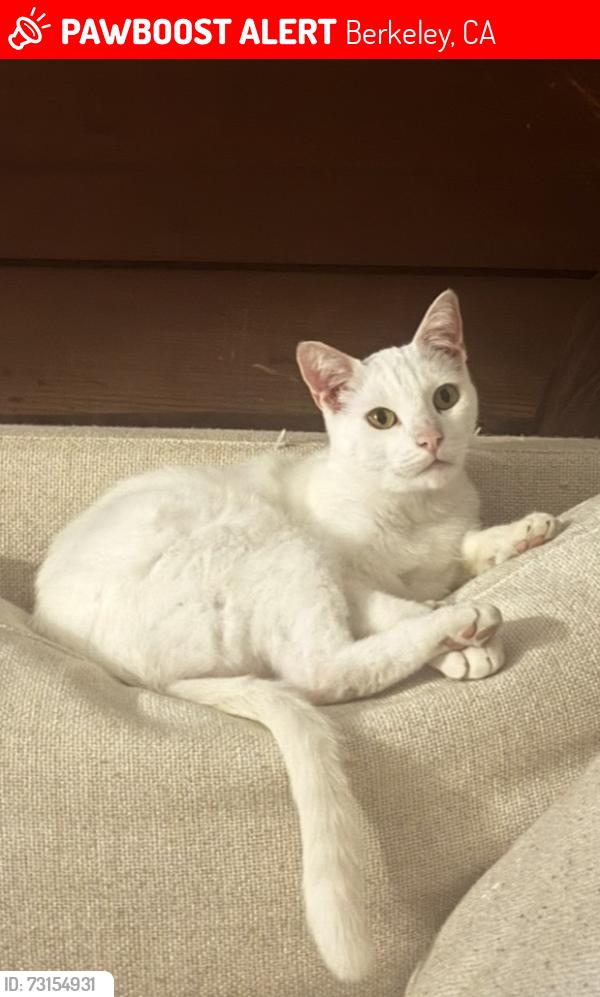 Lost Male Cat last seen Prospect and Channing, Berkeley, CA 94704