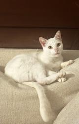 Lost Male Cat last seen Prospect and Channing, Berkeley, CA 94704