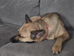 Reunited Female Dog last seen Rhyne rd and white water center, Charlotte, NC 28214