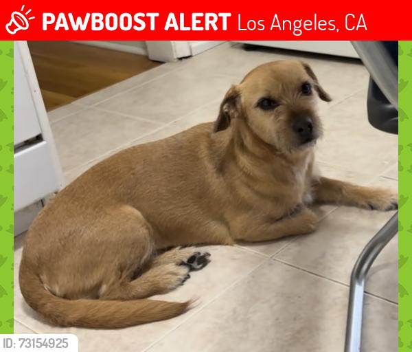 Lost Female Dog last seen Fairmount and Evergreen, Los Angeles, CA 90033