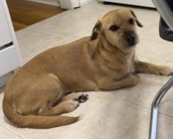 Lost Female Dog last seen Fairmount and Evergreen, Los Angeles, CA 90033
