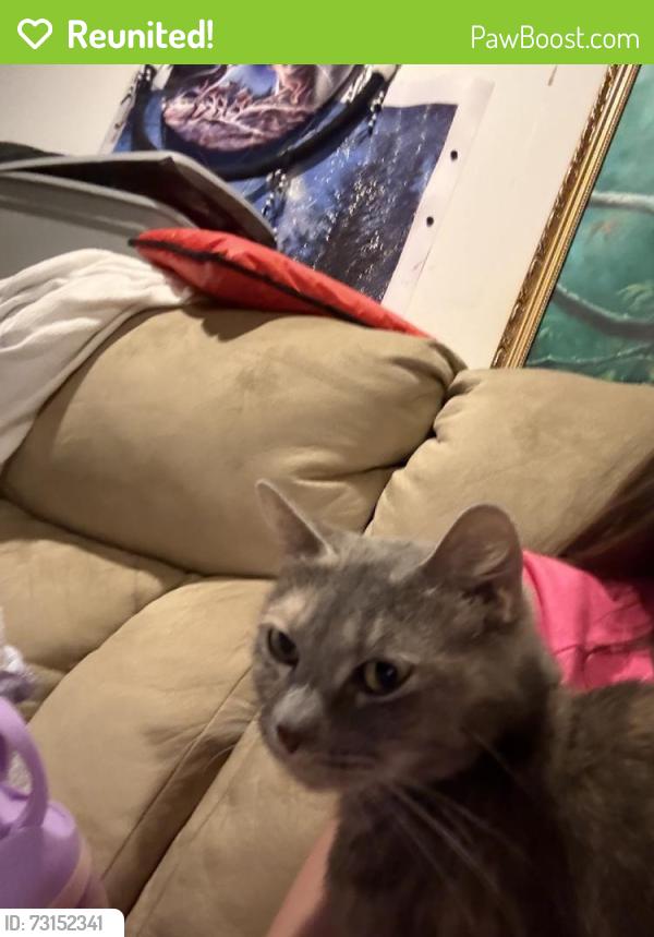 Reunited Female Cat last seen Near Brushy Mountain Dr, Salem, VA 24153, USA, Salem, VA 24153