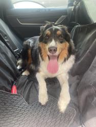 Reunited Female Dog last seen Near Delhi Rd, Cincinnati, OH 45238, Cincinnati, OH 45238
