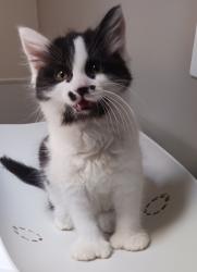 Shelter Stray Male Cat last seen Near San Leandro Boulevard, SAN LEANDRO, CA, 94577, 8323 Baldwin St, Oakland, CA 94621, USA