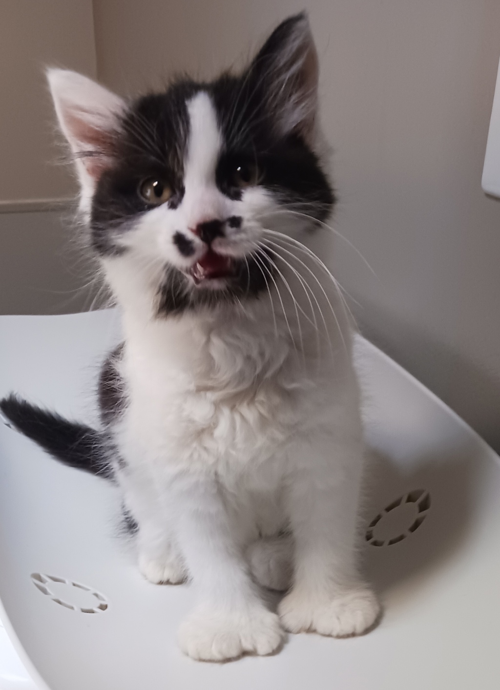 Shelter Stray Male Cat last seen Near San Leandro Boulevard, SAN LEANDRO, CA, 94577, 8323 Baldwin St, Oakland, CA 94621, USA