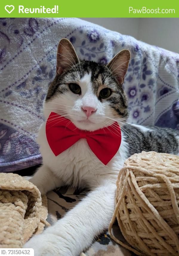 Reunited Male Cat last seen Saticoy st and van nuys, Los Angeles, CA 91406