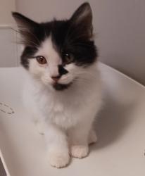 Shelter Stray Male Cat last seen Near San Leandro Boulevard, SAN LEANDRO, CA, 94577, 8323 Baldwin St, Oakland, CA 94621, USA