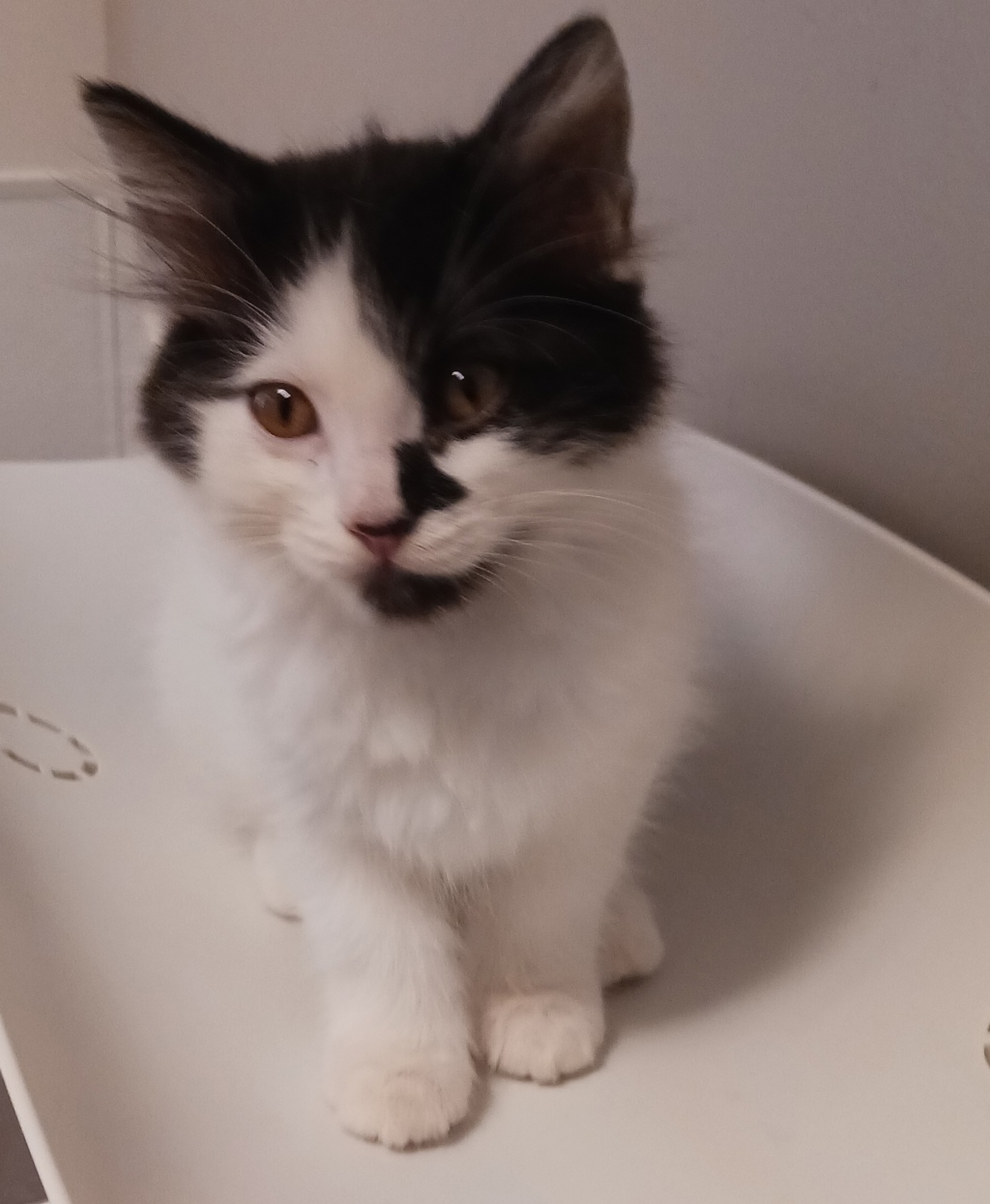 Shelter Stray Male Cat last seen Near San Leandro Boulevard, SAN LEANDRO, CA, 94577, 8323 Baldwin St, Oakland, CA 94621, USA