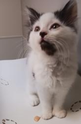 Shelter Stray Unknown Cat last seen Near San Leandro Boulevard, SAN LEANDRO, CA, 94577, 8323 Baldwin St, Oakland, CA 94621, USA