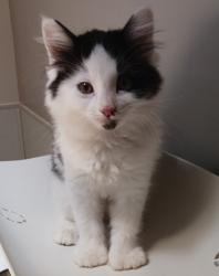 Shelter Stray Male Cat last seen Near San Leandro Boulevard, SAN LEANDRO, CA, 94577, 8323 Baldwin St, Oakland, CA 94621, USA