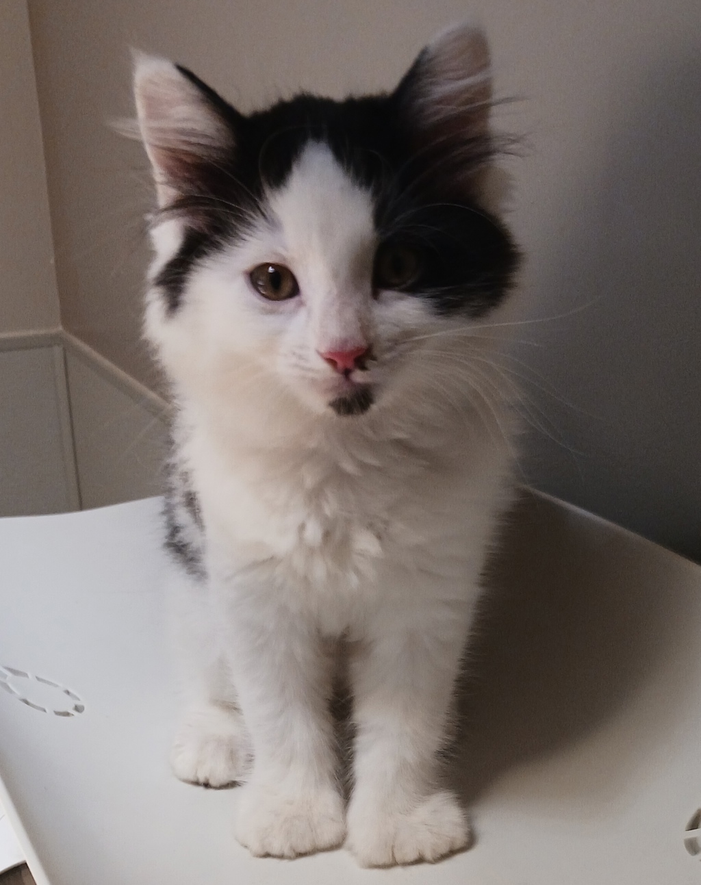 Shelter Stray Male Cat last seen Near San Leandro Boulevard, SAN LEANDRO, CA, 94577, 8323 Baldwin St, Oakland, CA 94621, USA