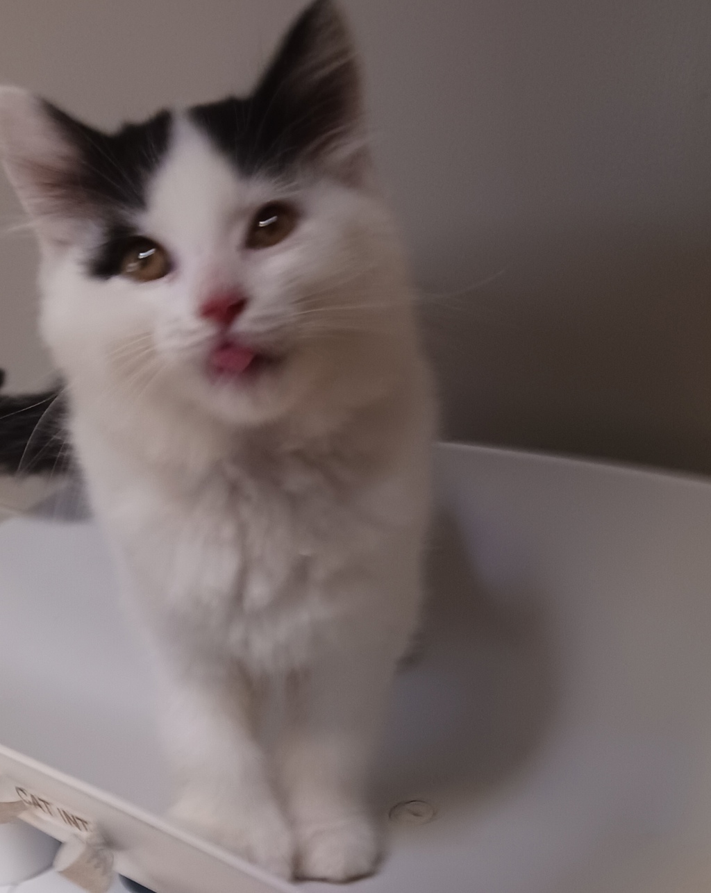 Shelter Stray Female Cat last seen Near San Leandro Boulevard, SAN LEANDRO, CA, 94577, 8323 Baldwin St, Oakland, CA 94621, USA