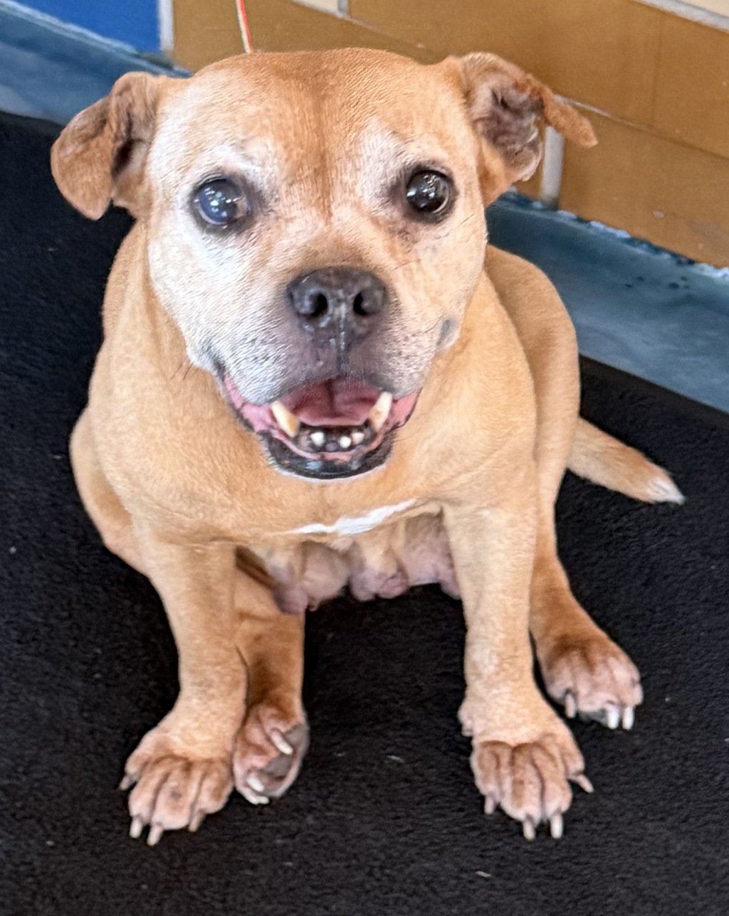Shelter Stray Female Dog last seen Treadwell Avenue and Brandon Street intersect in a residential neighborhood in Farmington Hills, Farmington Hills, MI, 48336, 1200 N Telegraph Building 42E, Pontiac, MI 48340, USA