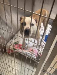 Shelter Stray Male Dog last seen Near E Mansfield Street, PONTIAC, MI, 48342, 1200 N Telegraph Building 42E, Pontiac, MI 48340, USA