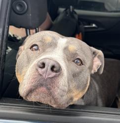 Shelter Stray Female Dog last seen john r and brockton, MADISON HEIGHTS, MI, 48071, 1200 N Telegraph Building 42E, Pontiac, MI 48340, USA