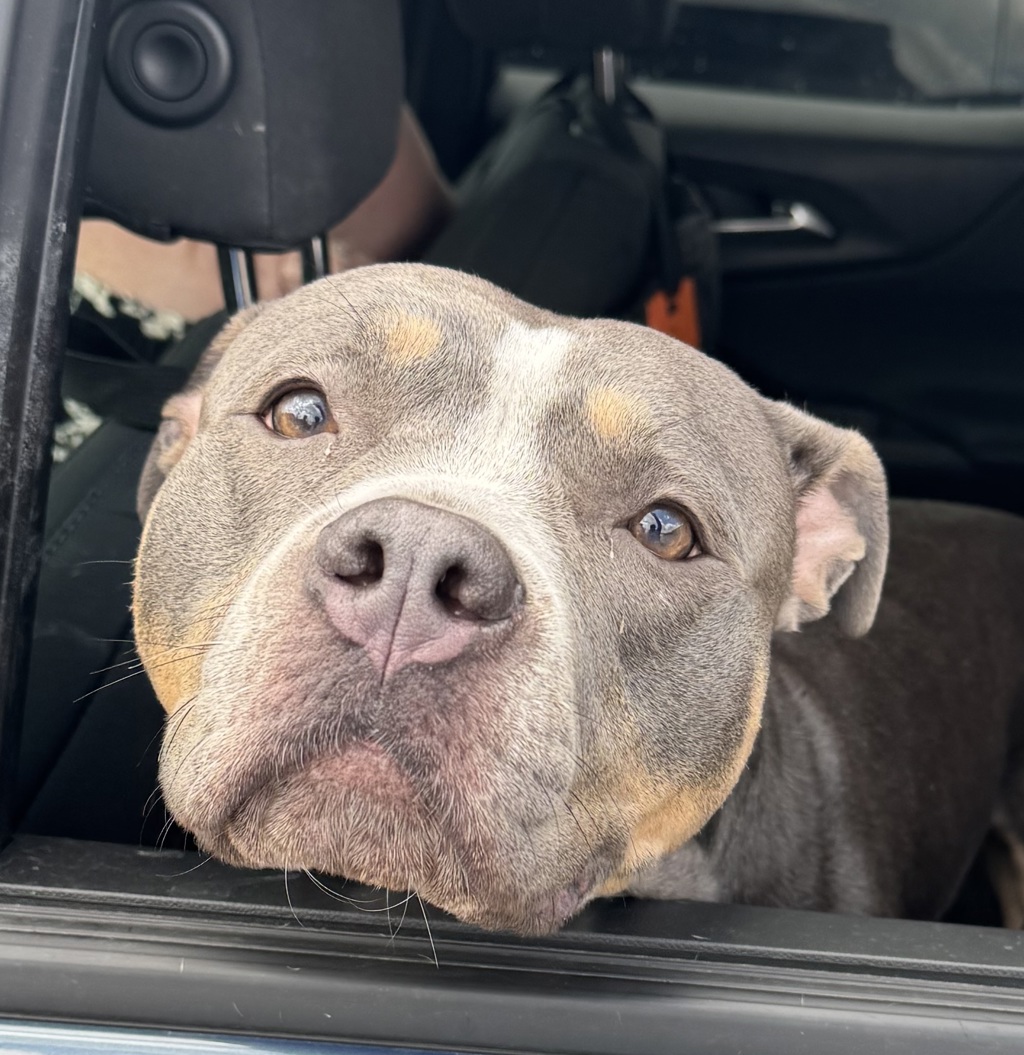 Shelter Stray Female Dog last seen john r and brockton, MADISON HEIGHTS, MI, 48071, 1200 N Telegraph Building 42E, Pontiac, MI 48340, USA