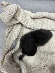 Shelter Stray Female Cat last seen Northwood rd and N Moac under the bridge in the middle of intersection, AUSTIN, TX, 73301, 7201 Levander Loop bldg a, Austin, TX 78702, USA