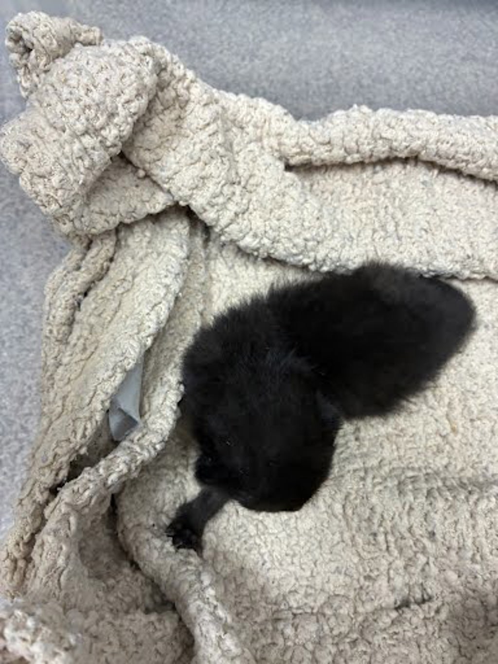 Shelter Stray Female Cat last seen Northwood rd and N Moac under the bridge in the middle of intersection, AUSTIN, TX, 73301, 7201 Levander Loop bldg a, Austin, TX 78702, USA