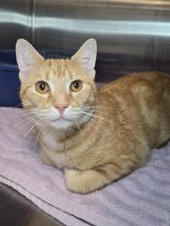 Shelter Stray Male Cat last seen Near Arden Road W, BROOKLYN PARK, MD, 21225, 411 Maxwell Frye Rd, Millersville, MD 21108, USA