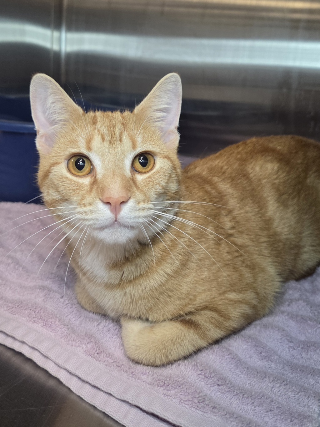 Shelter Stray Male Cat last seen Near Arden Road W, BROOKLYN PARK, MD, 21225, 411 Maxwell Frye Rd, Millersville, MD 21108, USA