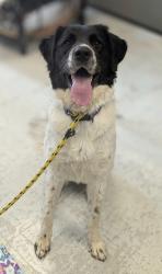Shelter Stray Female Dog last seen Near S Cowboy Circle, Bluffdale, UT, 84065, 511 W 3900 S, Salt Lake City, UT 84123, USA