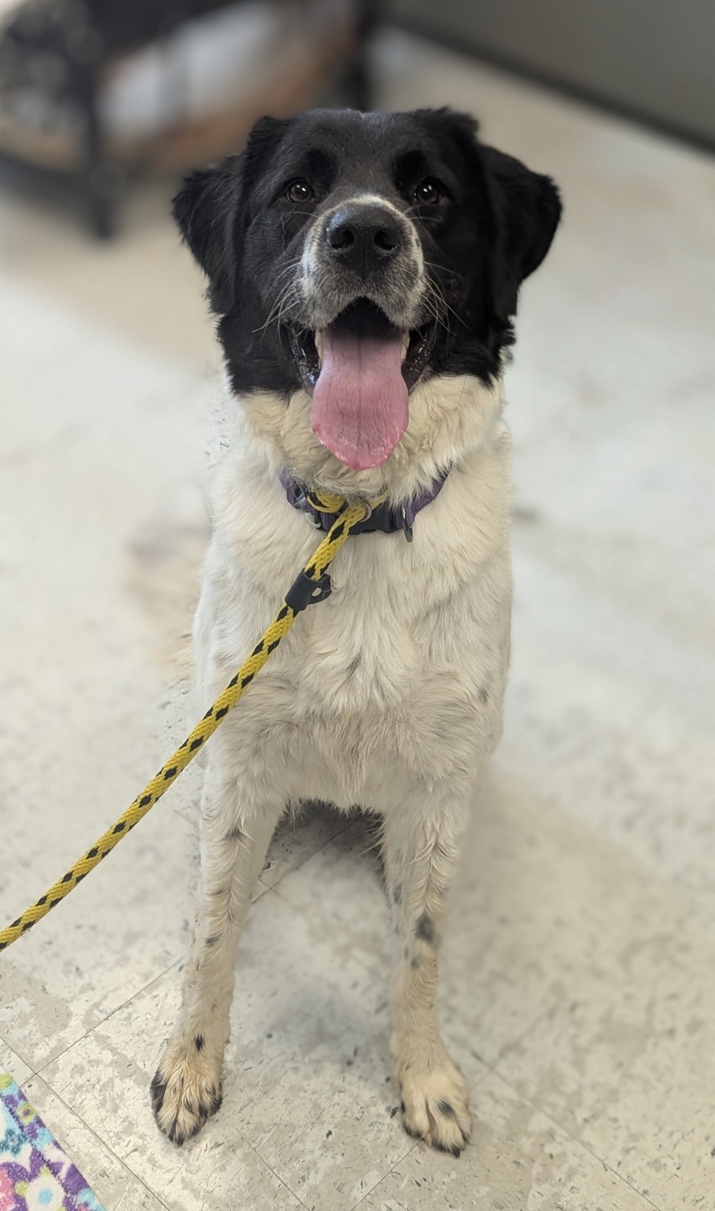 Shelter Stray Female Dog last seen Near S Cowboy Circle, Bluffdale, UT, 84065, 511 W 3900 S, Salt Lake City, UT 84123, USA