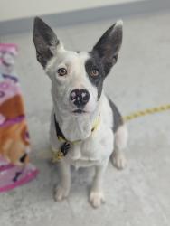 Shelter Stray Female Dog last seen Near S Walden Wood Drive, MURRAY CITY, UT, 84123, 511 W 3900 S, Salt Lake City, UT 84123, USA