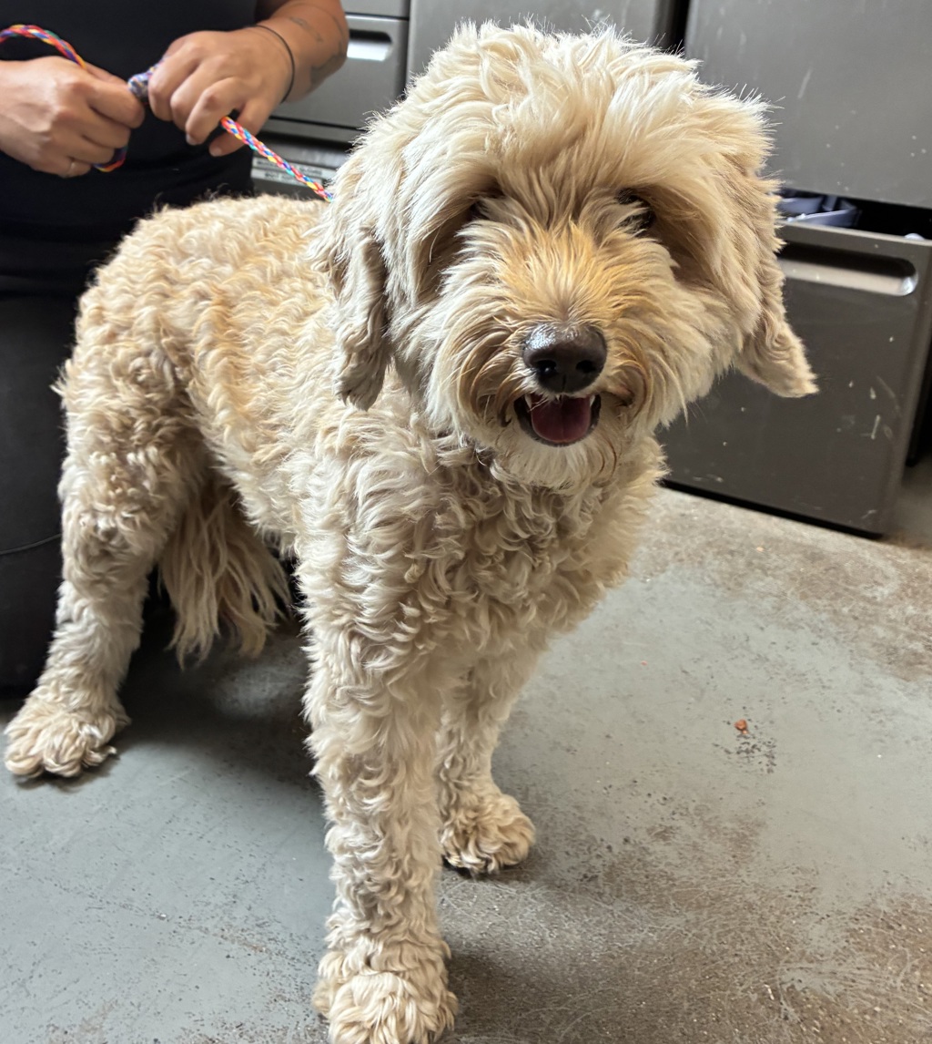 Shelter Stray Female Dog last seen Near S Fortuna Way, MILLCREEK, UT, 84124, 511 W 3900 S, Salt Lake City, UT 84123, USA