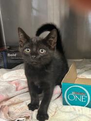 Shelter Stray Male Cat last seen Near Avenida De Benito Juarez Street, Vista, CA, 92083, Oceanside, CA 92058, USA