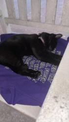 Reunited Female Cat last seen Near 61st Dr E Bradenton Fl 34203, Bradenton, FL 34203