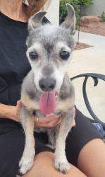 Found/Stray Female Dog last seen Lewiston and Bannerwood in Henderson, Henderson, NV 89052