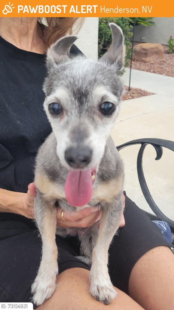 Found/Stray Female Dog last seen Lewiston and Bannerwood in Henderson, Henderson, NV 89052