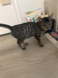 Found/Stray Unknown Cat last seen Zuzu’s Petals Florist parking lot, Arcadia, CA 91006
