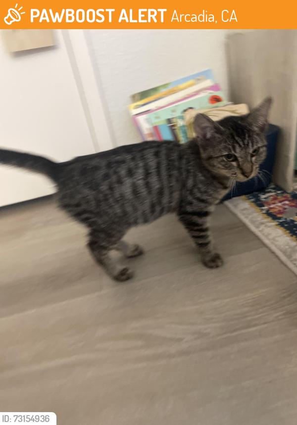 Found/Stray Unknown Cat last seen Zuzu’s Petals Florist parking lot, Arcadia, CA 91006