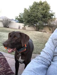 Reunited Male Dog last seen Eubank and Wilshre, North Albuquerque Acres, NM 87122